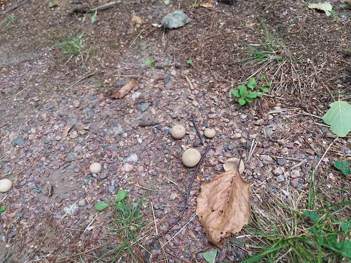 Twin Lakes Campground 7