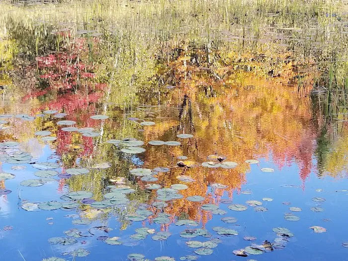 Loon Lagoon 10