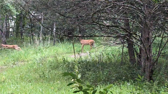 Afton State Park Backpacking Campsites 6