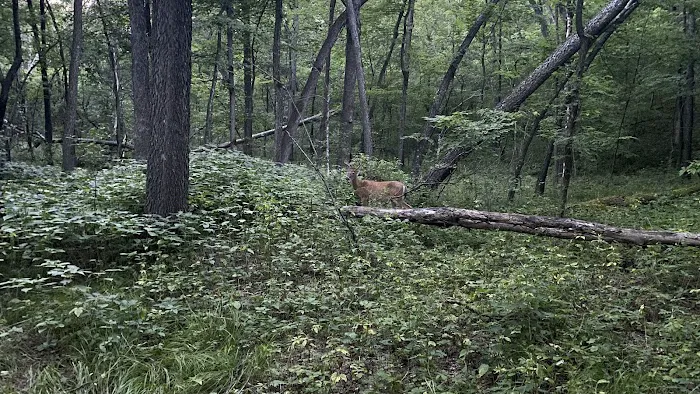 Willow River State Park Campground 6