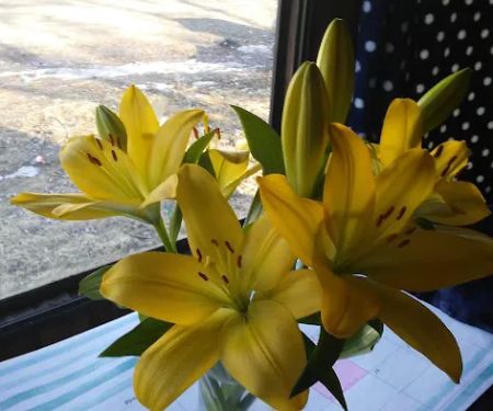 Lime Valley Mobile Home Park