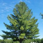 Fraternal Order of Eagles