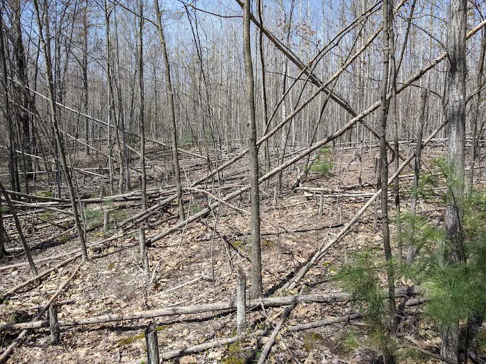 Mud Lake State Forest Campground 9