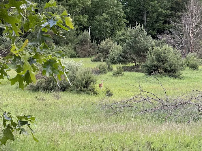 Countryside Campground and Cabins 5