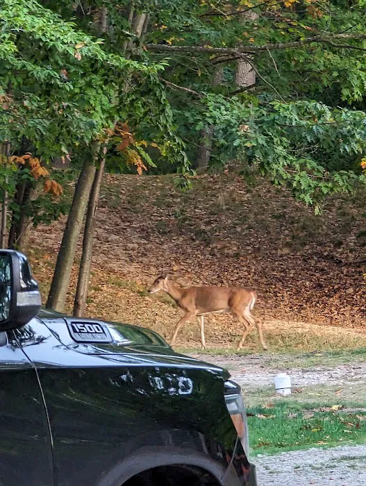 Cartier Park Campground 8