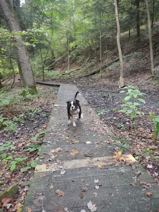 Mohican-Memorial State Forest - Backpack Campsite #3 5