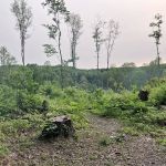 Mohican State Park - Backpack Campsite #6