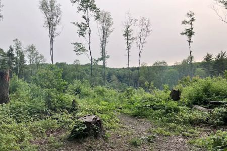 Mohican State Park - Backpack Campsite #6