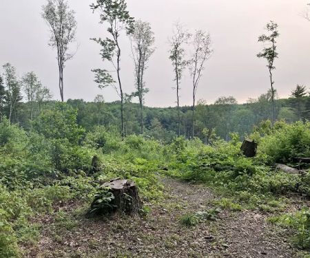 Mohican State Park - Backpack Campsite #6