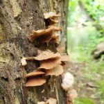 Mohican State Park - Backpack Campsite #10