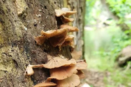 Mohican State Park - Backpack Campsite #10