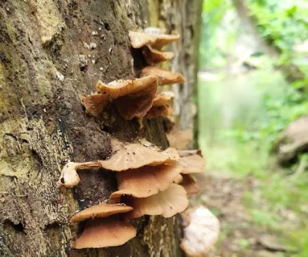 Mohican State Park - Backpack Campsite #10