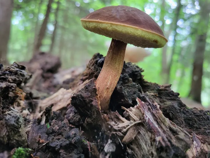 Mohican State Park - Backpack Campsite #10 4