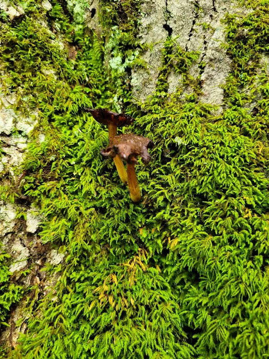 Mohican State Park - Backpack Campsite #10 3