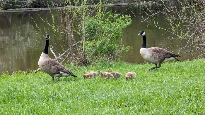 Findley State Park Campground 8