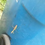 Farmington Hills Mobile Manor