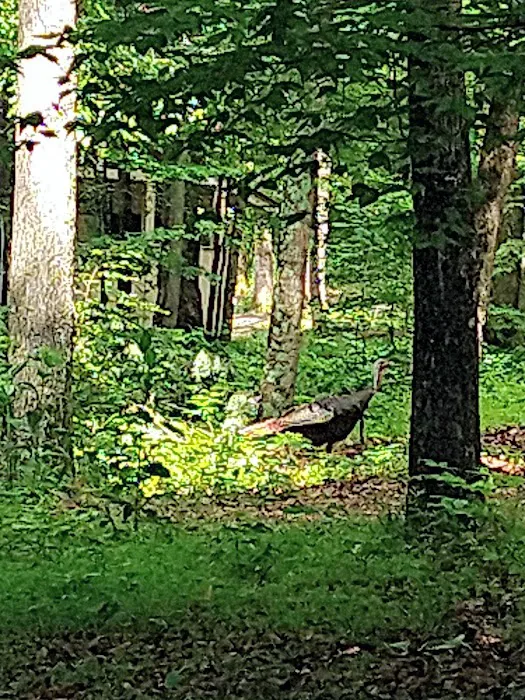Mammoth Cave Campground 2