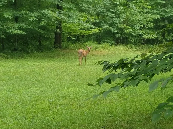 Mammoth Cave Campground 4