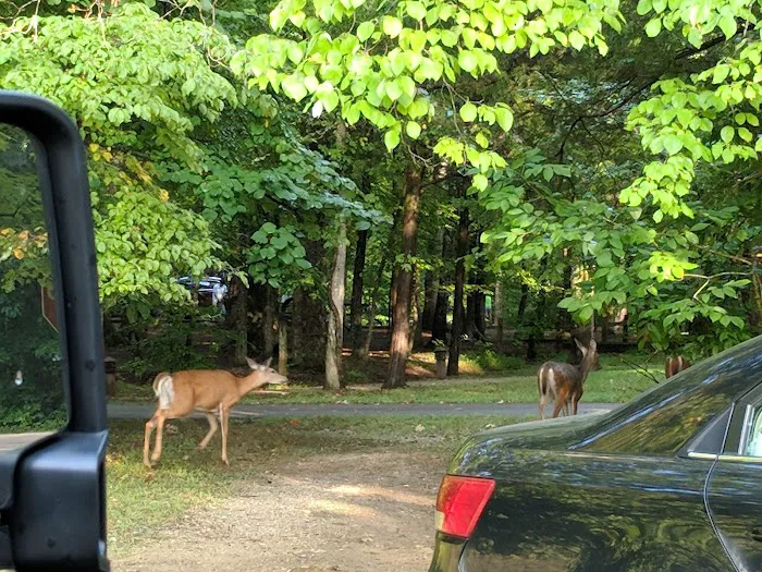 Mammoth Cave Campground 10