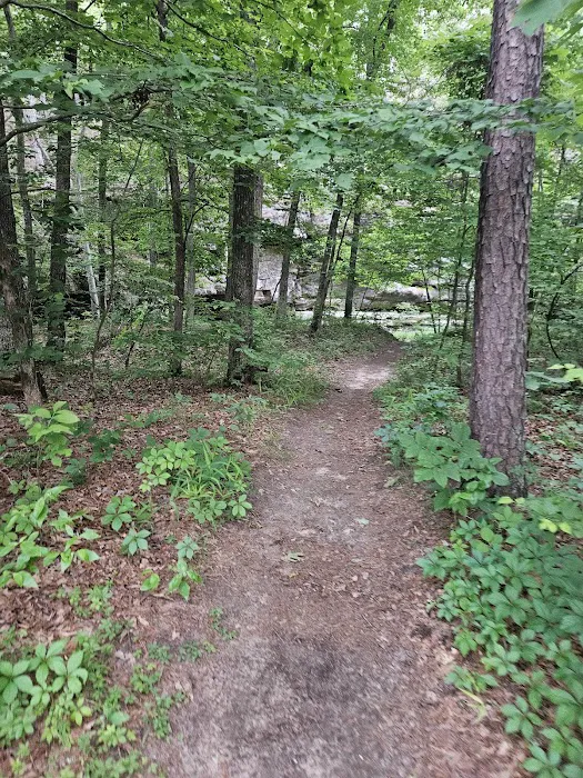 Hawn State Park Campground 6