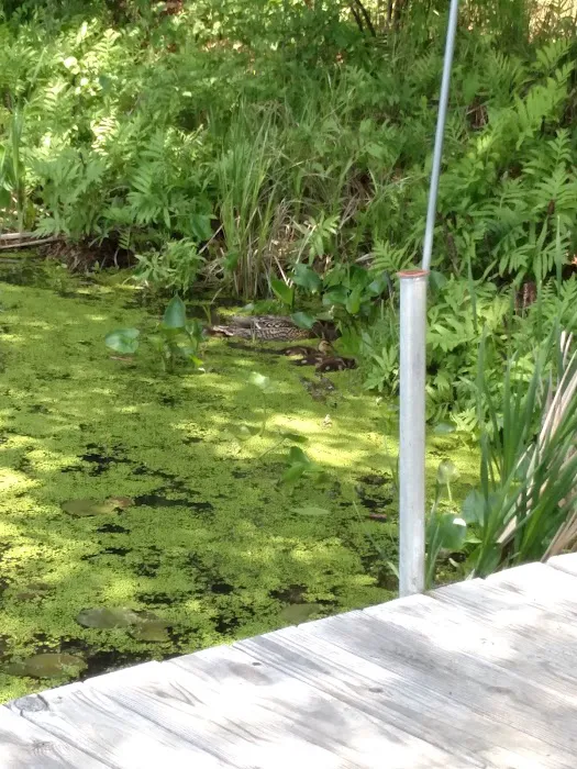 Pokegama Creek Campground 3