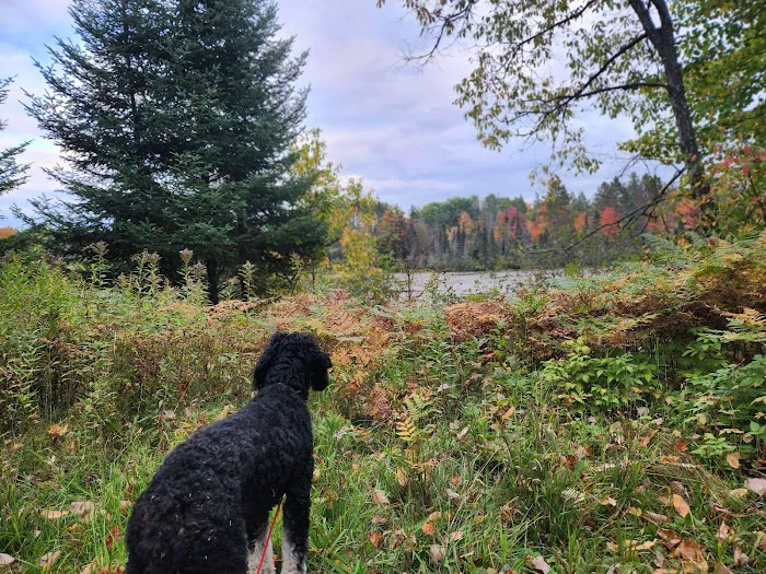 Paulding Pond Campground and Picnic Area 4