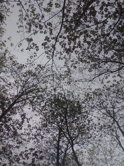 Forestville Campground 10
