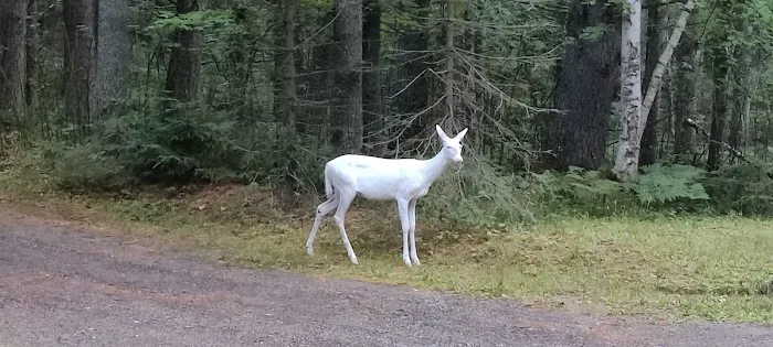 Birchwood Campground 6