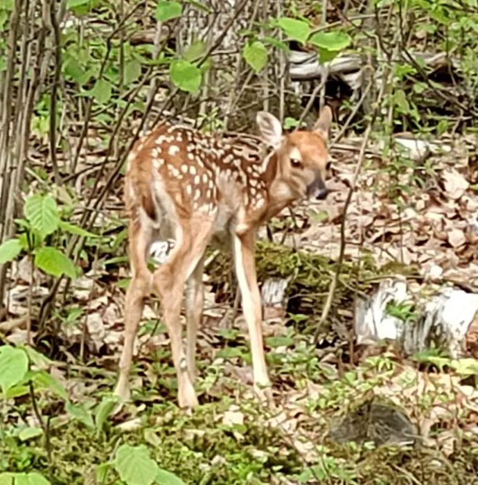 Birchwood Campground 5