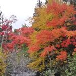 Schomberg County Park Campground
