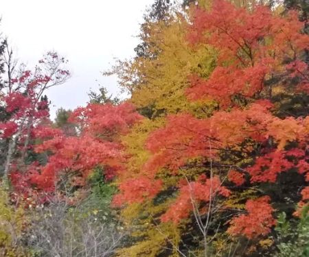 Schomberg County Park Campground