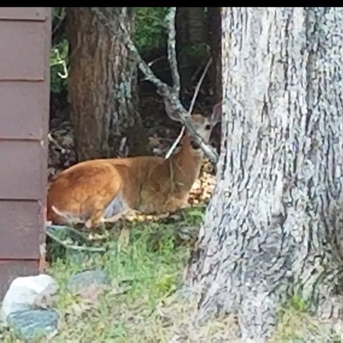 Presque Isle Campground 4