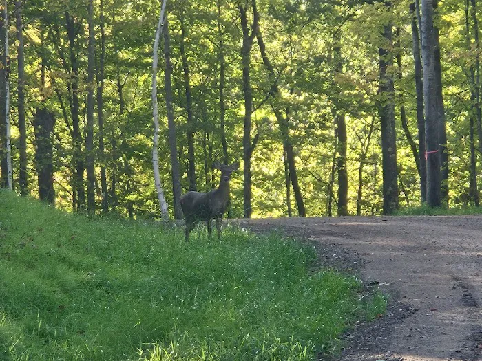 Coming Spring 2025 - Nature Calls RV Resort and Campground 9