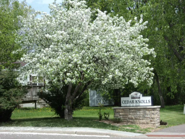 Cedar Knolls 4