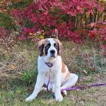 The Lost Oaks Campground