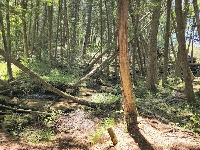 Trout Lake State Forest Campground 10