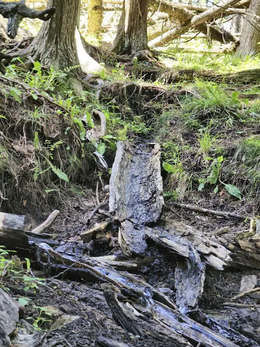 Trout Lake State Forest Campground 9
