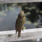 Otter Lake Village Campground