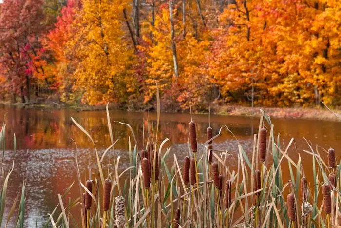 The Amherst Outdoor-Life Association 7