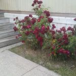 Lapeer Meadows