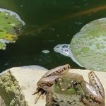 Gibraltar Meadowlands Sun Home Community