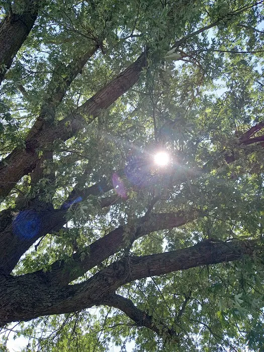Sawyier Pointe 10
