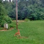 Terrell's Mobile Home Park