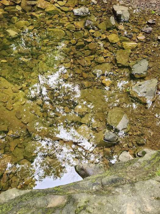 Tall Tree Lake 3