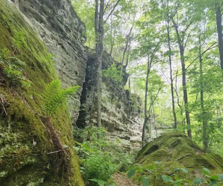 Tall Tree Lake