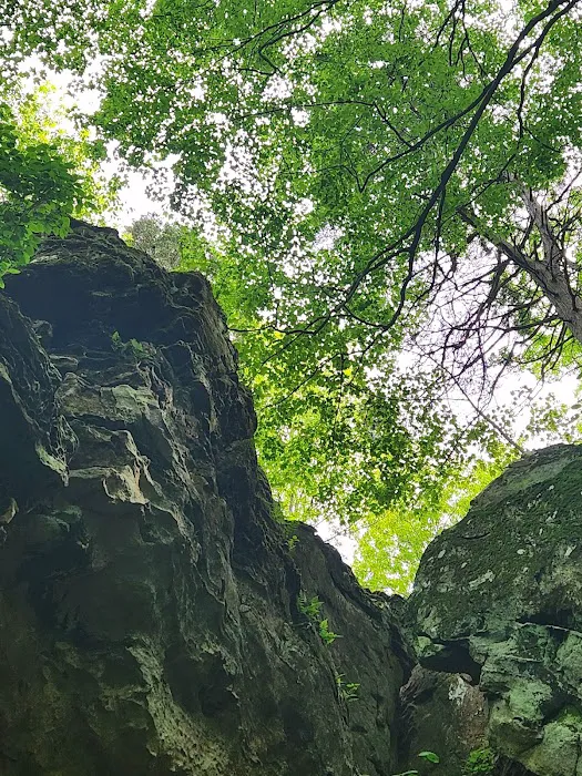 Tall Tree Lake 2