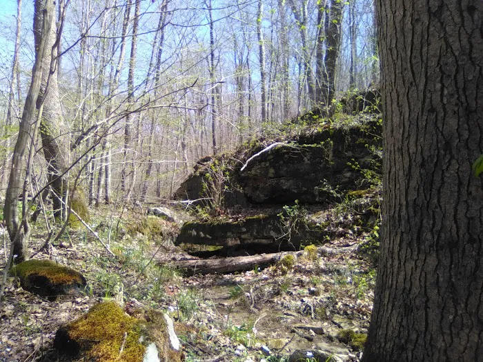 Ferne Clyffe State Park Campground Loop 7
