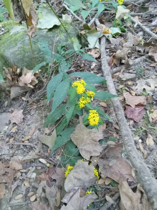 Ferne Clyffe State Park Campground Loop 5