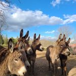 Hummingbird Hollow Outdoors