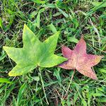 Southern Oaks Mobile Homes